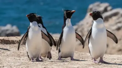 A Group of Snares Penguin Walking