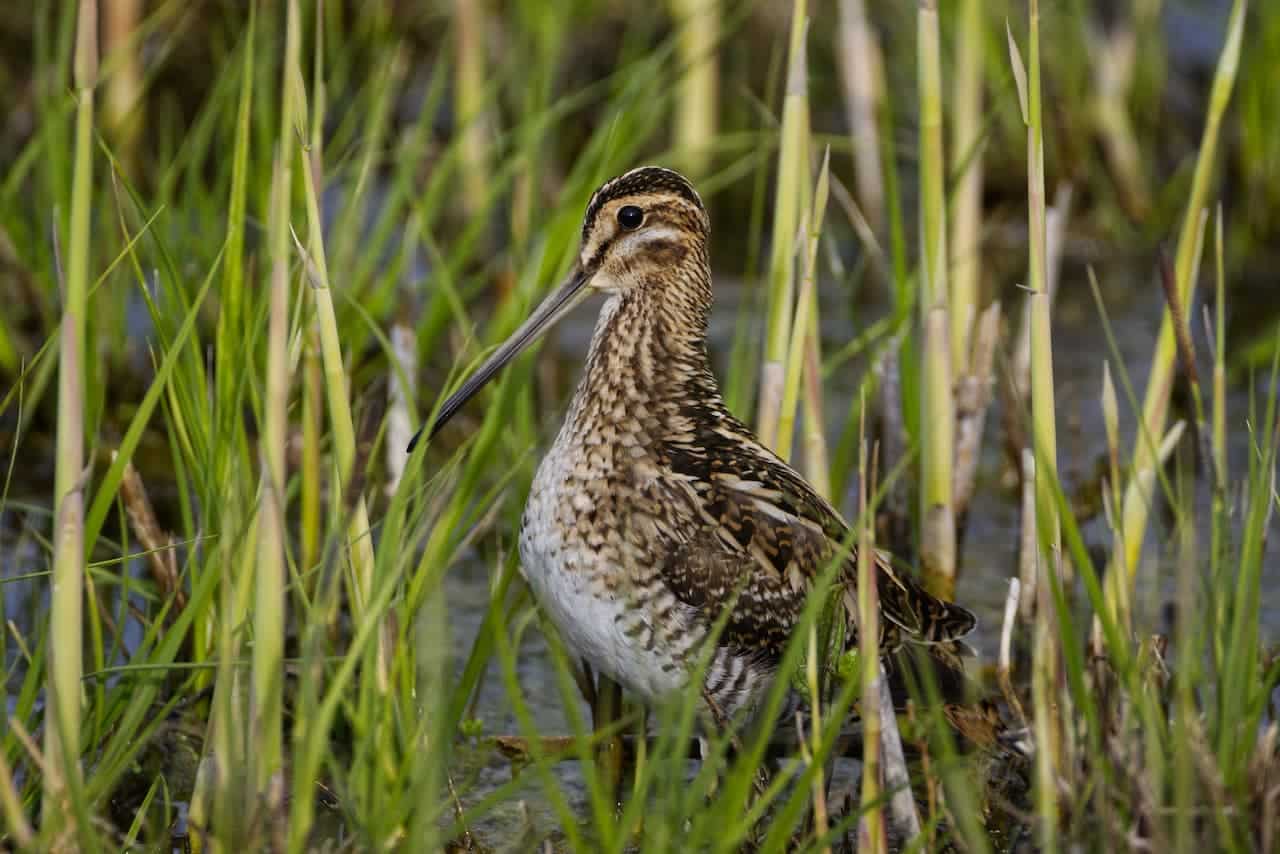 A Bird Standing In The Grass