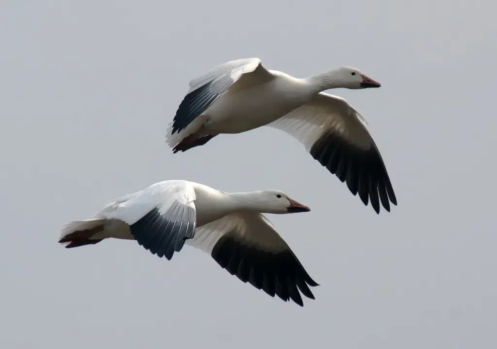 Snow Geese is on Flight  
