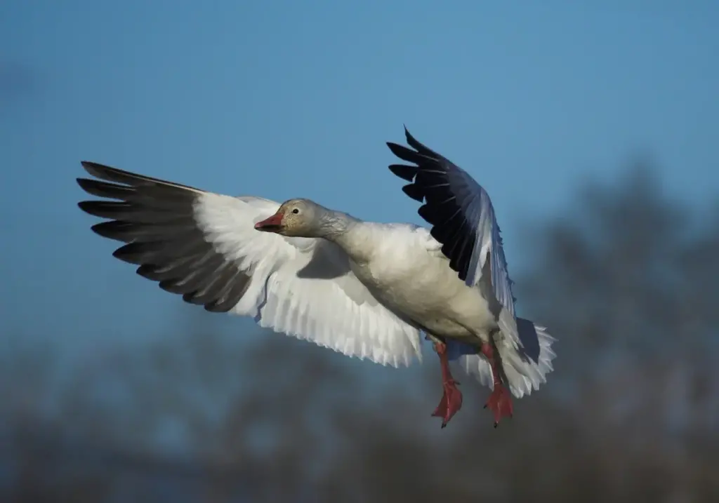 Snow Geese Flying 