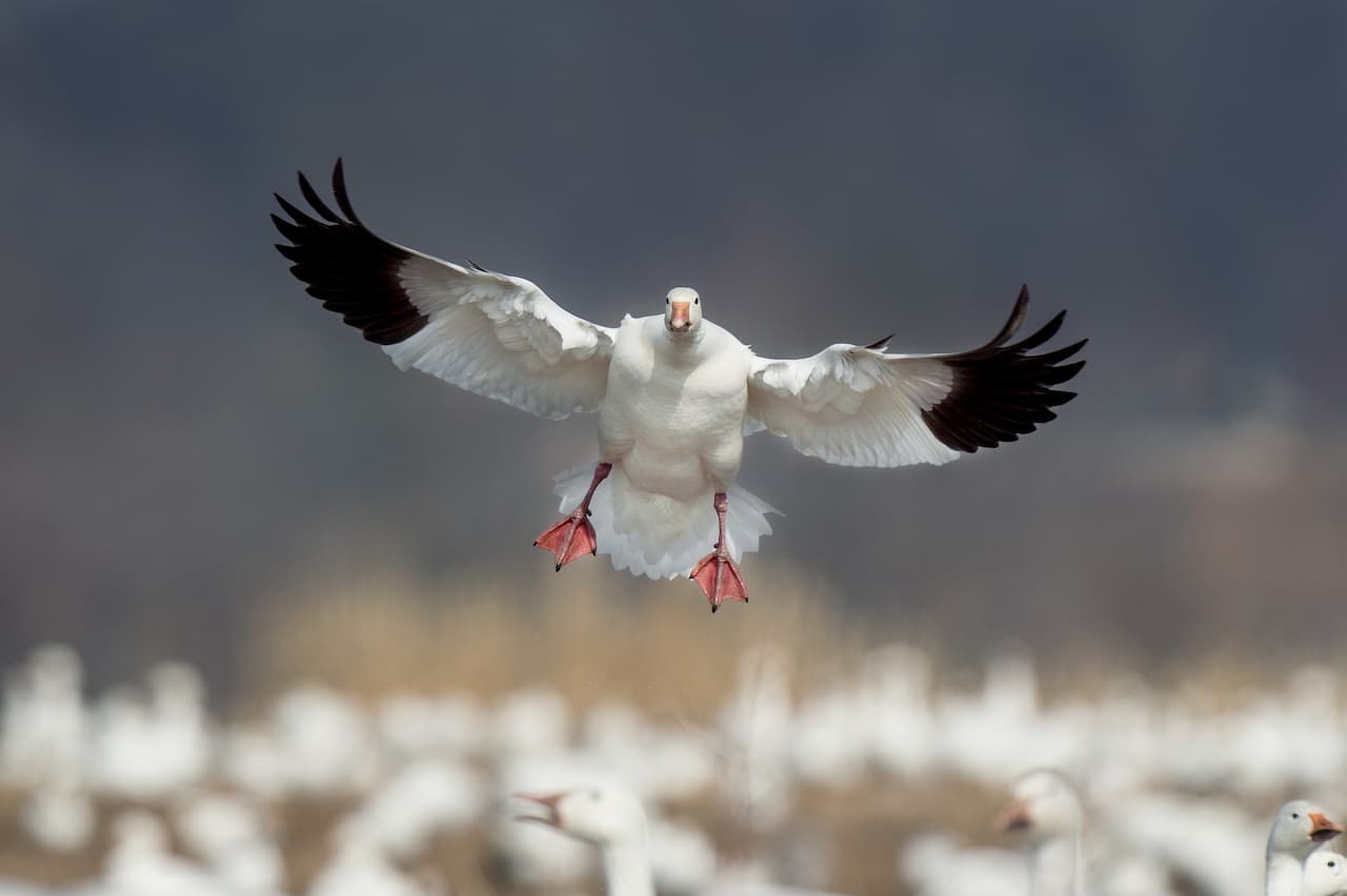 A Snow Goose Coming In For A Landing With Its Wings Spread Wide
