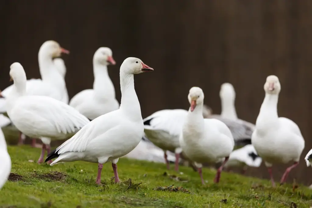 A Group of Snow Goose In Grassy Field