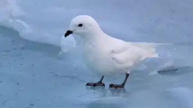 Snow Petrel