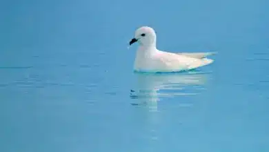 Snow Petrel (Pagodroma nivea) Swimming