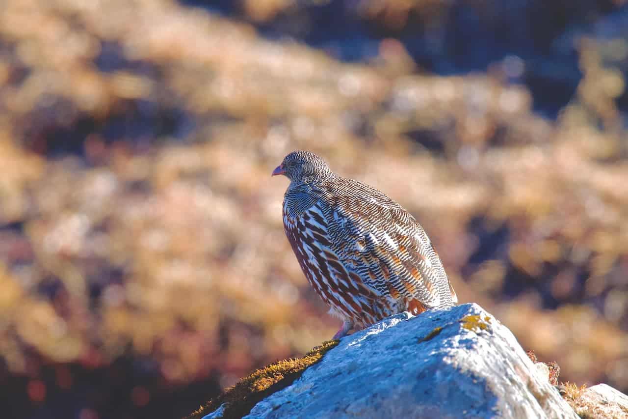The Snow Partridge Resting In The Top Of A Rock