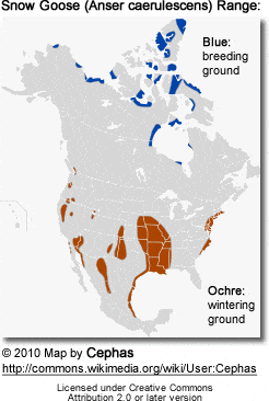 Snow Goose (Anser caerulescens) Range: