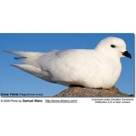 A Snow Petrel (Pagodroma nivea) perches on a rock against a clear blue sky, showcasing its entirely white plumage contrasted by a black beak and dark eyes. Captured by Samuel Blanc, this image is licensed under Creative Commons Attribution 2.0 or later. No Usambara Akalats were spotted in the vicinity.