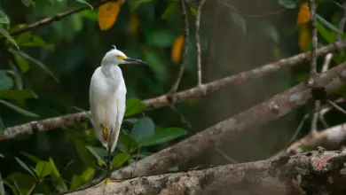 A Snowy Egret sits on a tree branch alone in the forest.