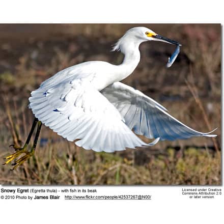 Snowy Egret (Egretta thula) - with fish in its beak