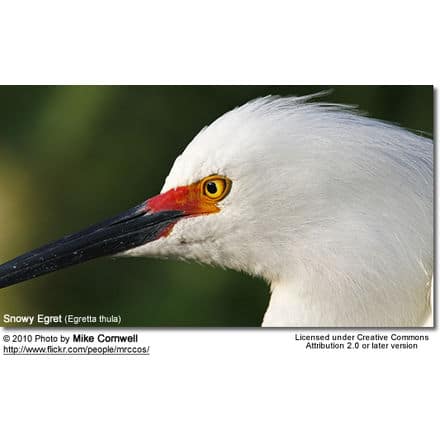 Snowy Egret (Egretta thula) - head detail
