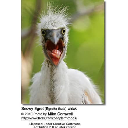 Snowy Egret (Egretta thula) chick