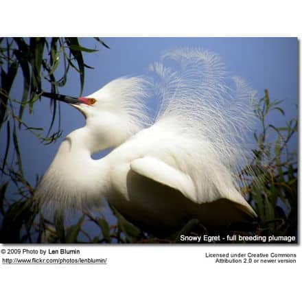 Snowy Egret, full breeding plumage