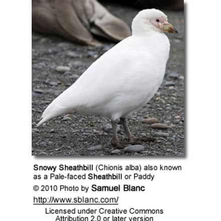 Snowy Sheathbill (Chionis alba) also known as a Pale-faced Sheathbill or Paddy