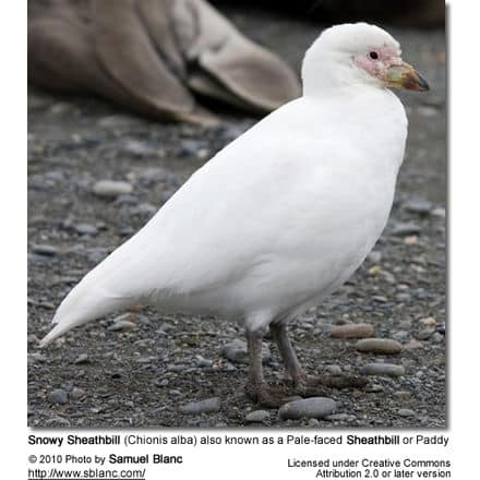 Snowy Sheathbill (Chionis alba) also known as a Pale-faced Sheathbill or Paddy