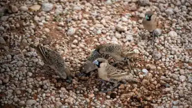 A Group Of Sociable Weaver On The Ground