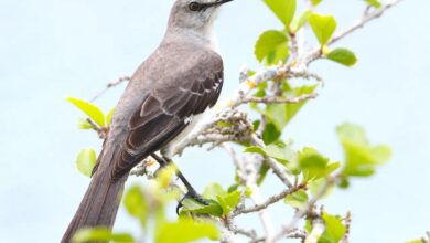 A Socorro Mockingbird sitting on a small branch on the top of a tree.