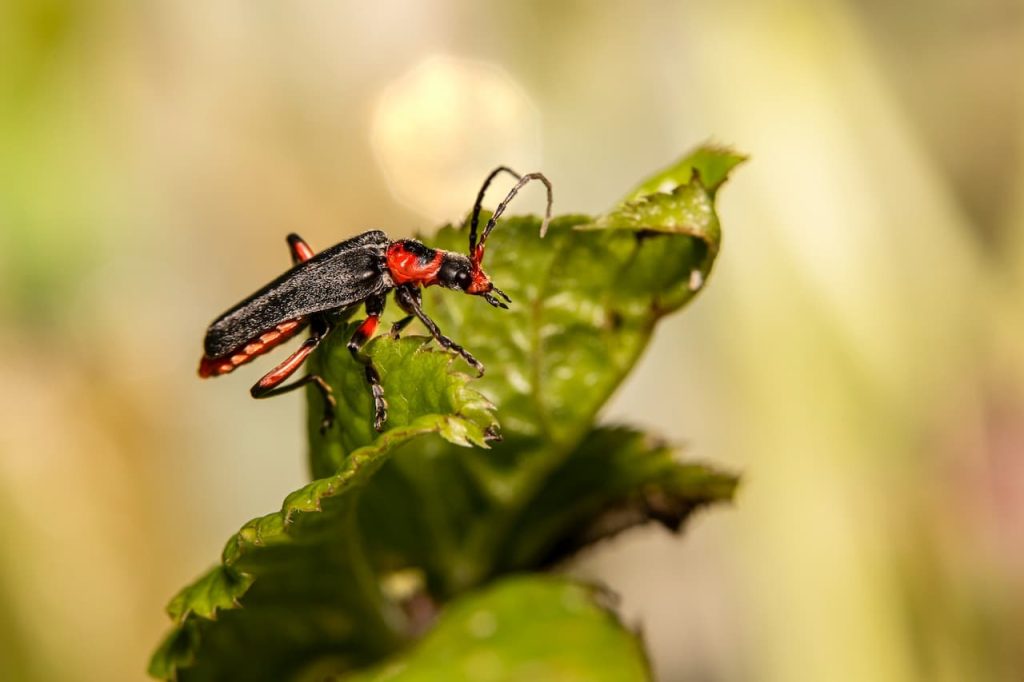 Soldier Beetles (Cantharidae)