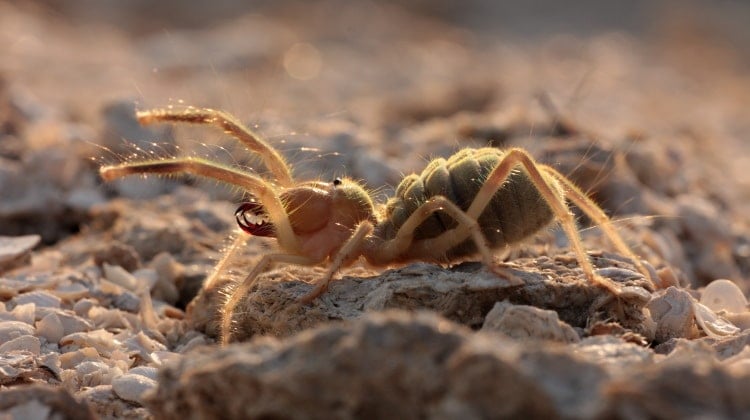 Solifugae Formidable Order Of The Sun Spider Wind Scorpion Earth Life