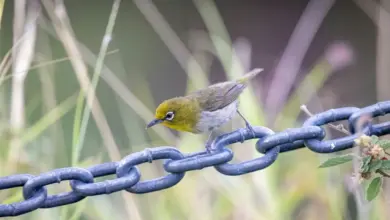 White-eyes on a Chain. Solomon Islands White-eyes