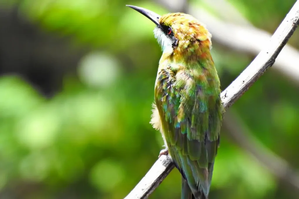 Somali Bee-eaters Image 