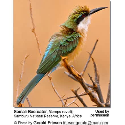 Somali Bee-eater, Merops revoilii, Samburu National Reserve, Kenya, Africa