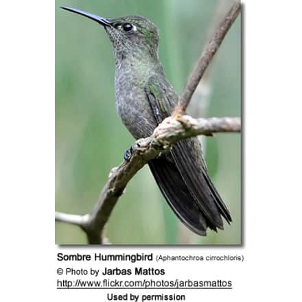 Sombre Hummingbird (Aphantochroa cirrochloris)