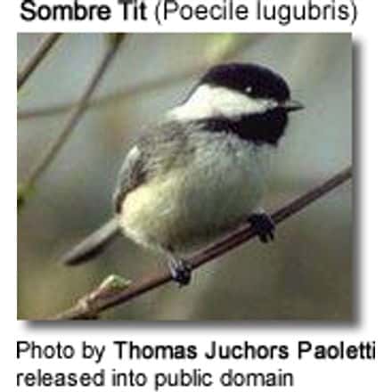 Sombre Tit (Poecile lugubris)