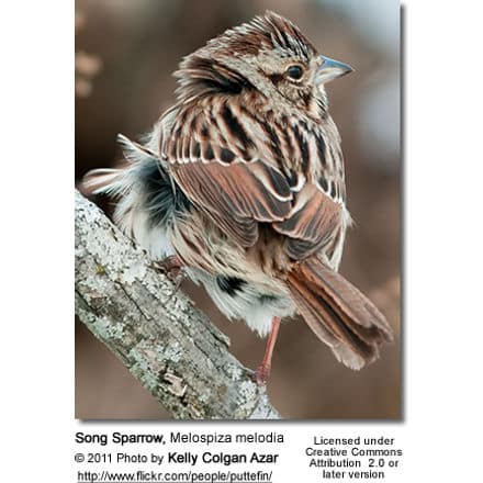 Song Sparrow, Melospiza melodia