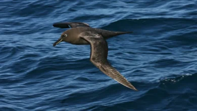 Sooty Albatrosses Above the Water