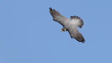 A Flying Sooty Falcon