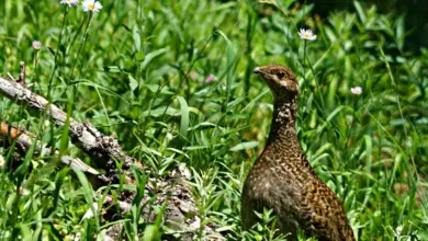 Sooty Grouse on a Green Grass