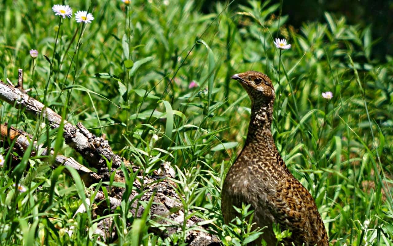 Sooty Grouse on the green grass