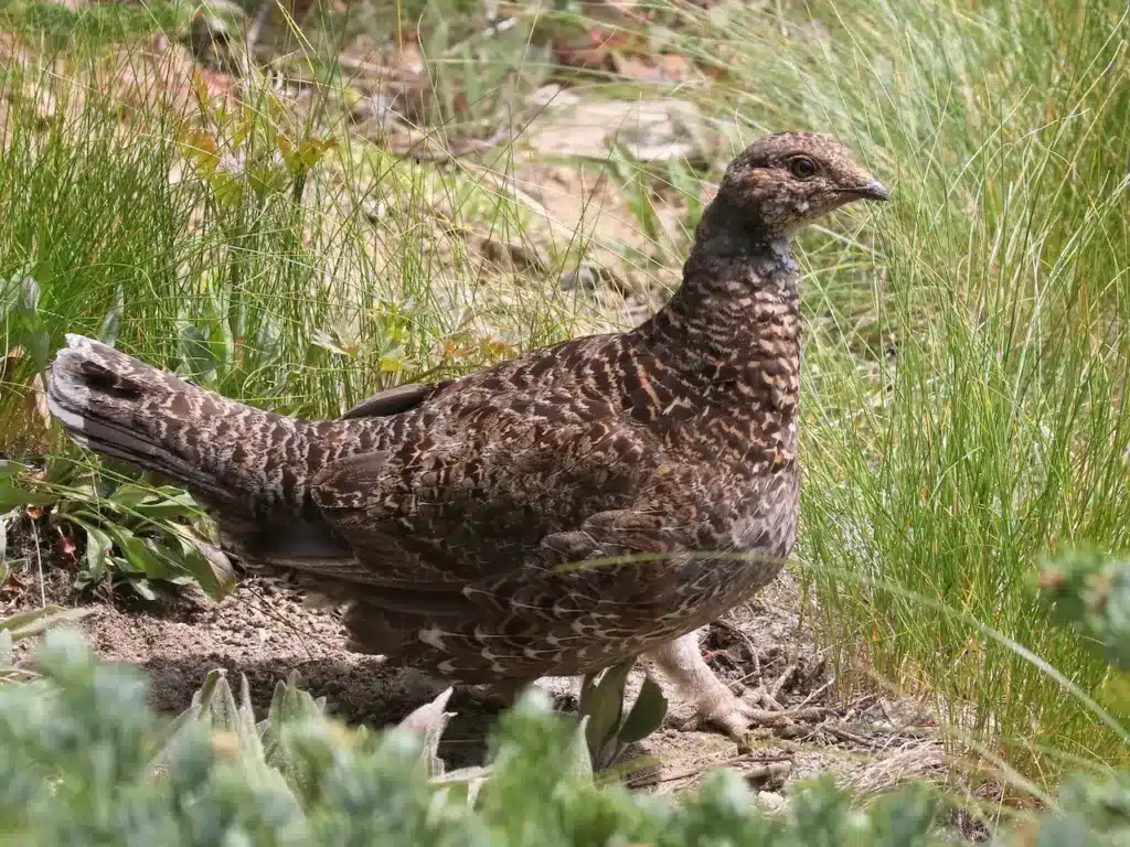 Sooty Grouse on the Tall Grass