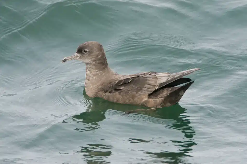 Sooty Shearwater 
