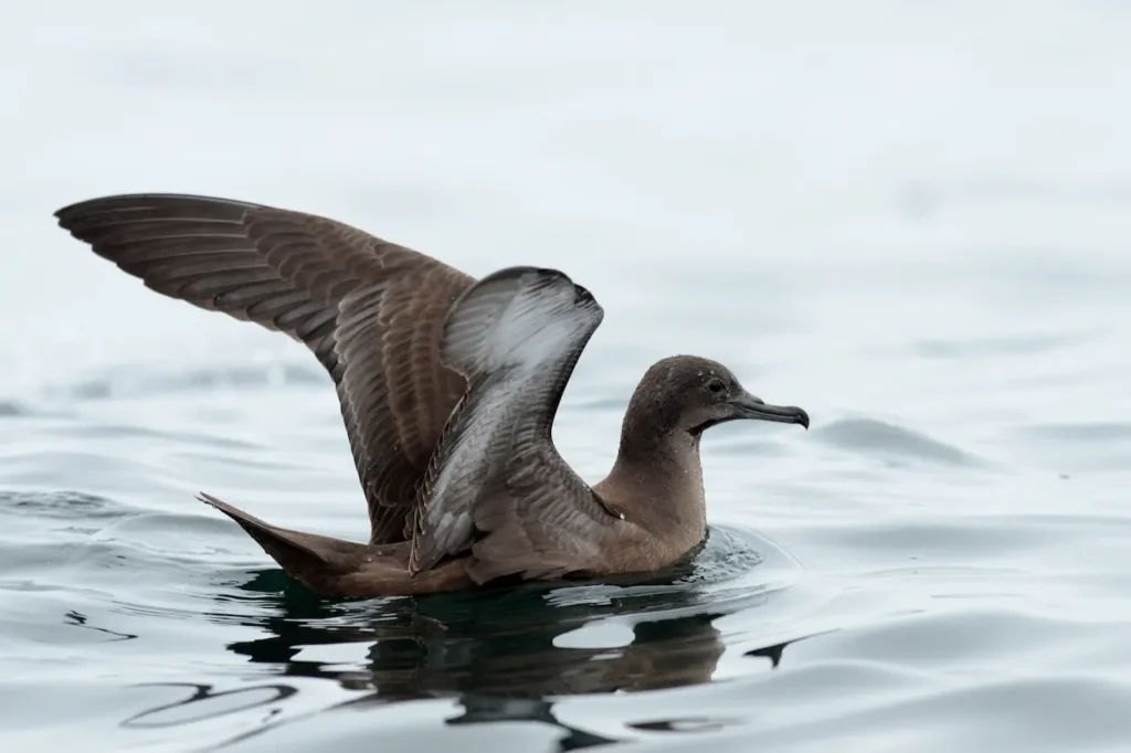 Sooty Shearwater Image 