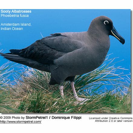 Sooty Albatrosses or Dark-mantled Sooty Albatrosses (Phoebetria fusca)