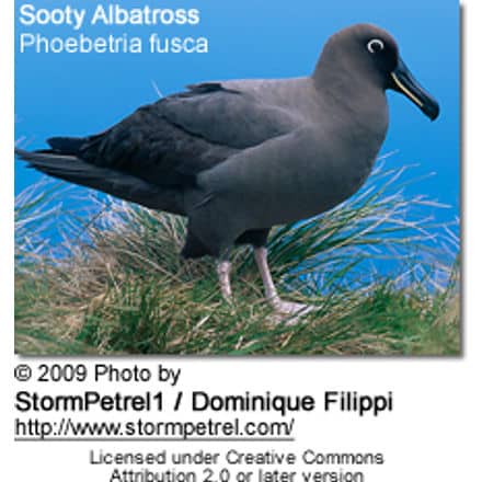 Sooty Albatross or Dark-mantled Sooty Albatross
