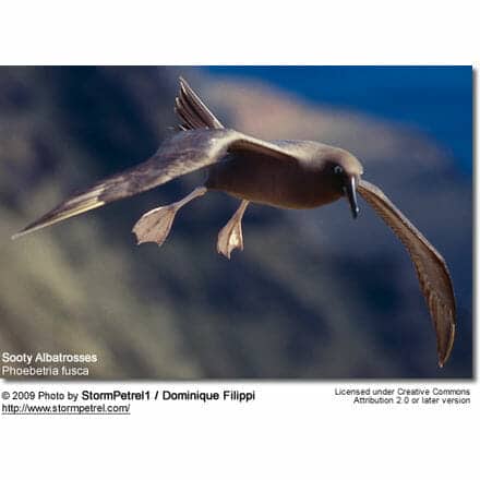 Sooty Albatrosses (Phoebetria fusca)