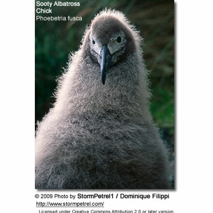 Sooty albatross chick, Amsterdam Island, Indian Ocean