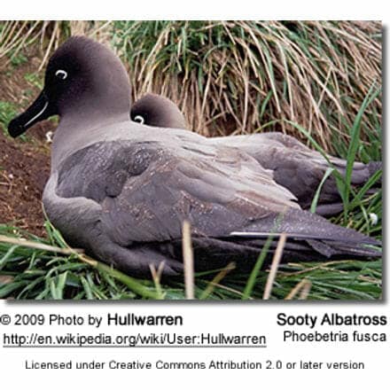 Sooty Albatrosses or Dark-mantled Sooty Albatrosses (Phoebetria fusca)