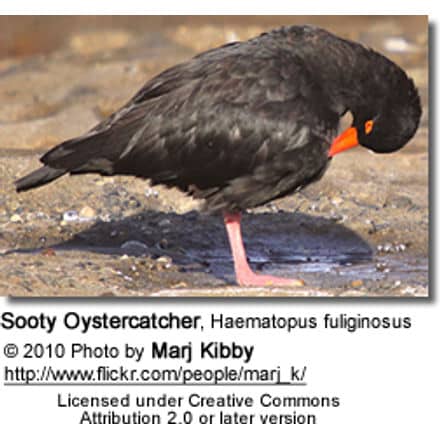 Sooty Oystercatcher (Haematopus fuliginosus)