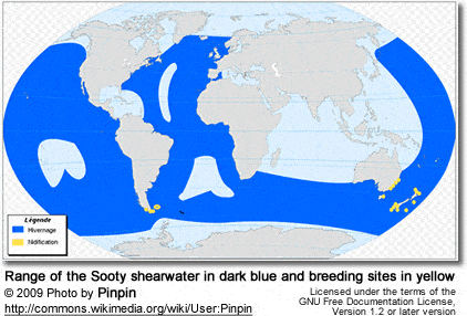 Range of the Sooty shearwater in dark blue and breeding sites in yellow