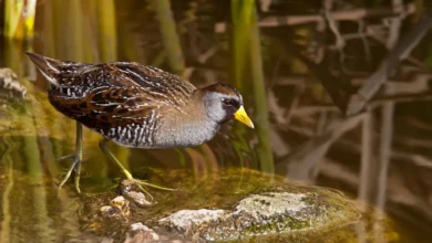 Sora Crake