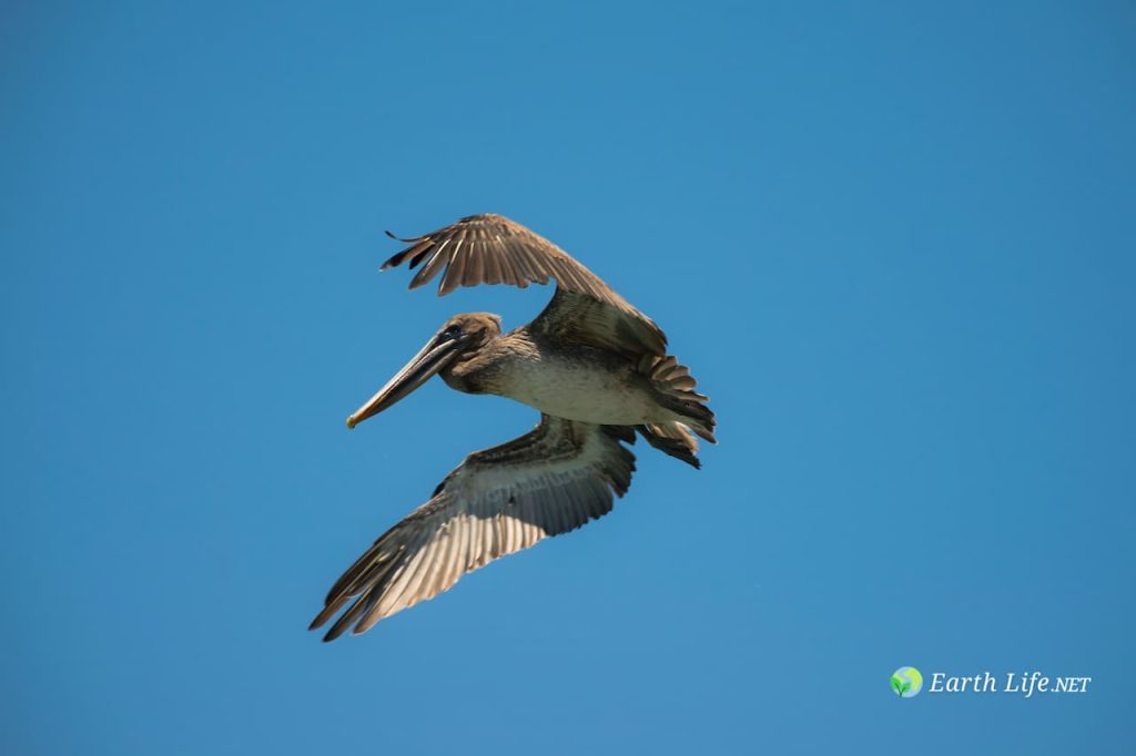 South American Books About Birds