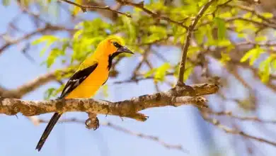 South American Yellow Oriole