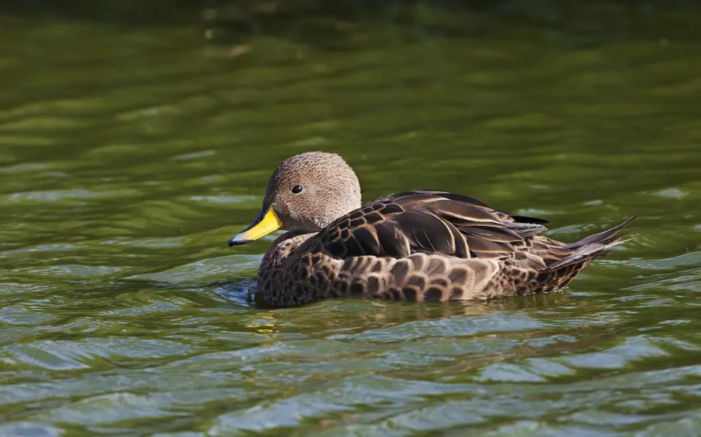 South Georgia Pintails 