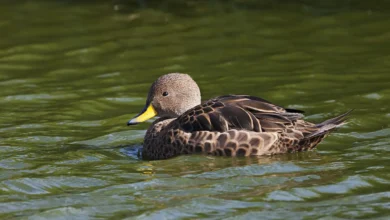 South Georgia Pintails Flaoting in the Water