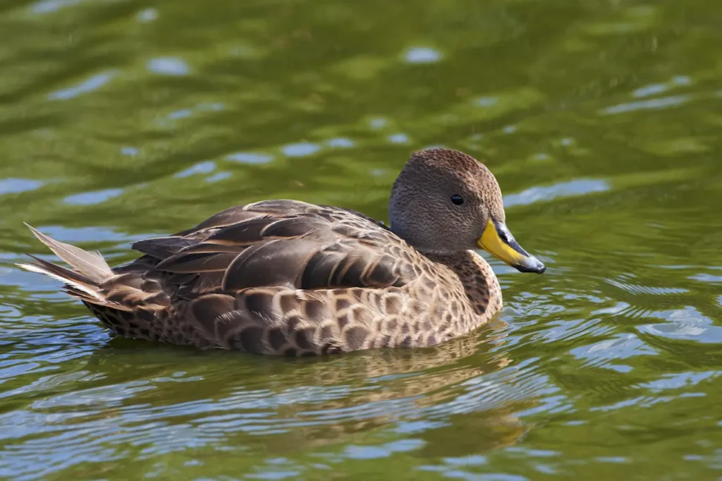 South Georgia Pintails on the Water 