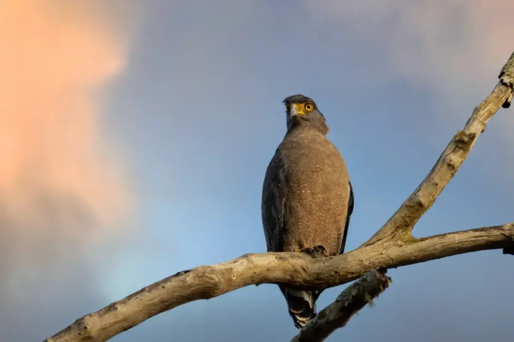A South Nicobar Serpent Eagle perched on a tree.