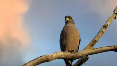 A South Nicobar Serpent Eagle perched on a tree.
